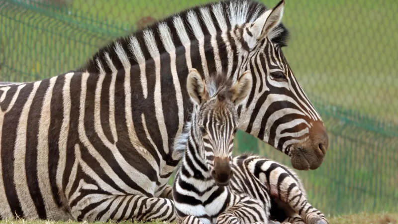 Gdański Ogród Zoologiczny